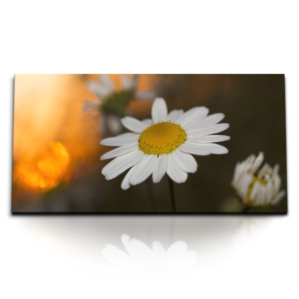 Paul Sinus Art Kunstdruck Bilder 120x60cm Gänseblümchen weiße Blume Sommer Natur