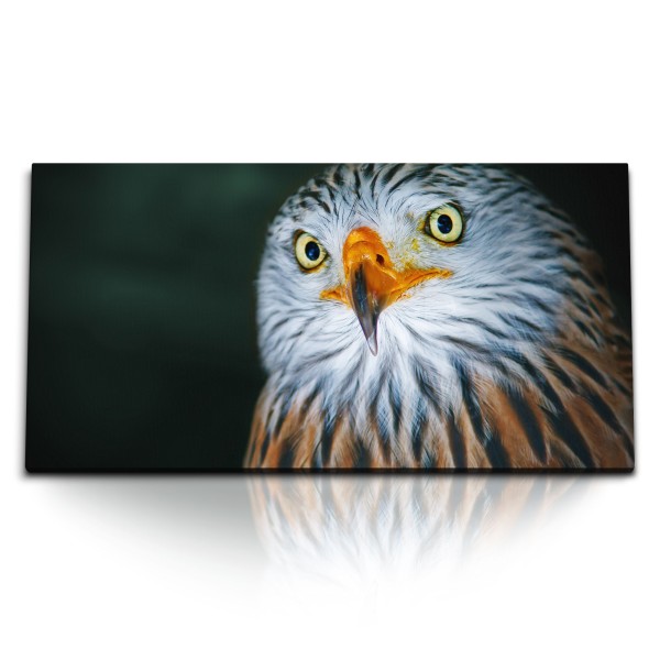 Paul Sinus Art Kunstdruck Bilder 120x60cm Rotmilan Porträt Tierfotografie Raubvogel Gabelweihe Königsweihe