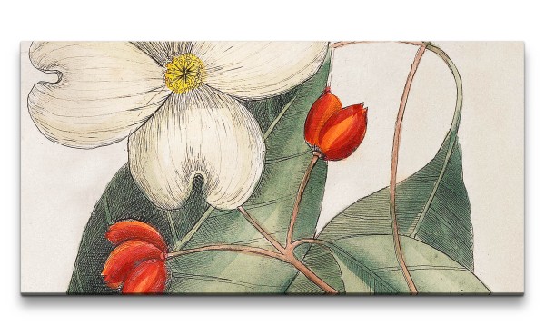 Paul Sinus Art Remaster 120x60cm Mark Catesby Natur Illustration Blume Blüte Blätter Schön Vintage