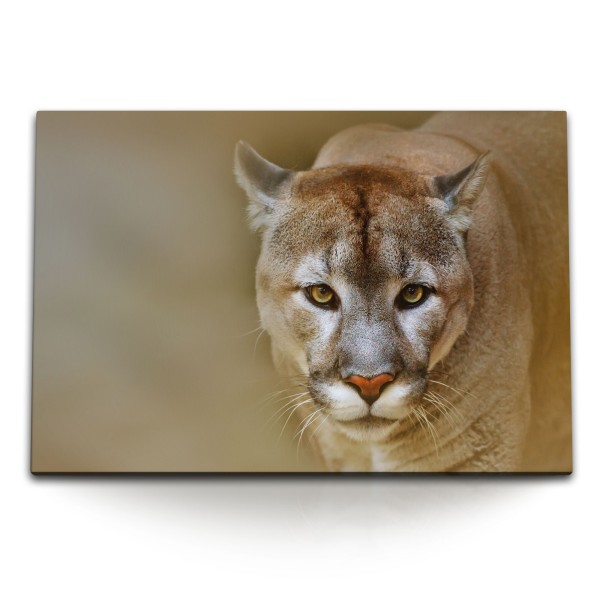 Paul Sinus Art 120x80cm Wandbild auf Leinwand Puma Raubkatze Tierfotografie Raubtier Katze