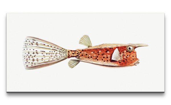 Paul Sinus Art Remaster 120x60cm Kunstvoller Fisch Illustration Dekorativ Einzigartig Skurril