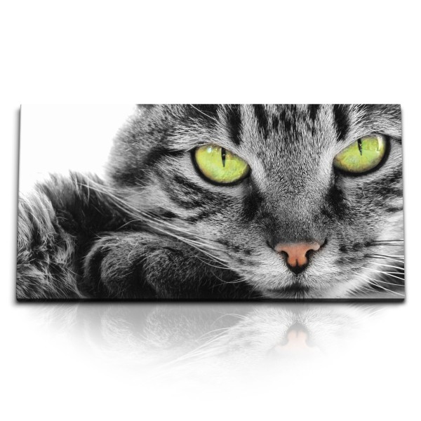 Paul Sinus Art Kunstdruck Bilder 120x60cm Graue Katze Kater grüne Augen Tierfotografie Katzenaugen