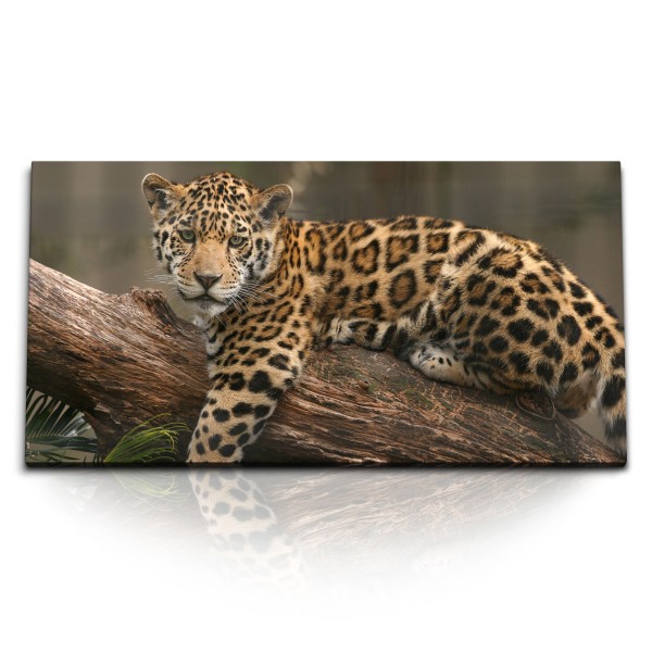 Paul Sinus Art Kunstdruck Bilder 120x60cm Tierfotografie junger Jaguar auf Baumstamm