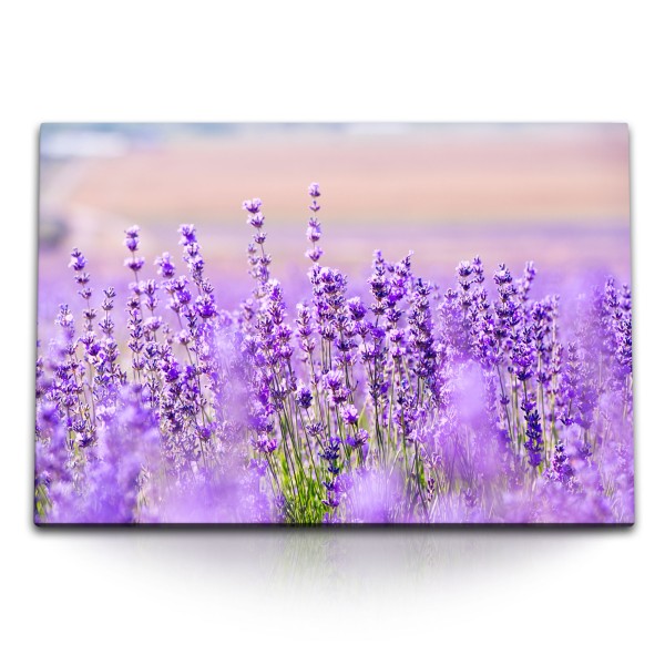 Paul Sinus Art 120x80cm Wandbild auf Leinwand Lavendel Lavendelfeld Violett Blumen Sommer