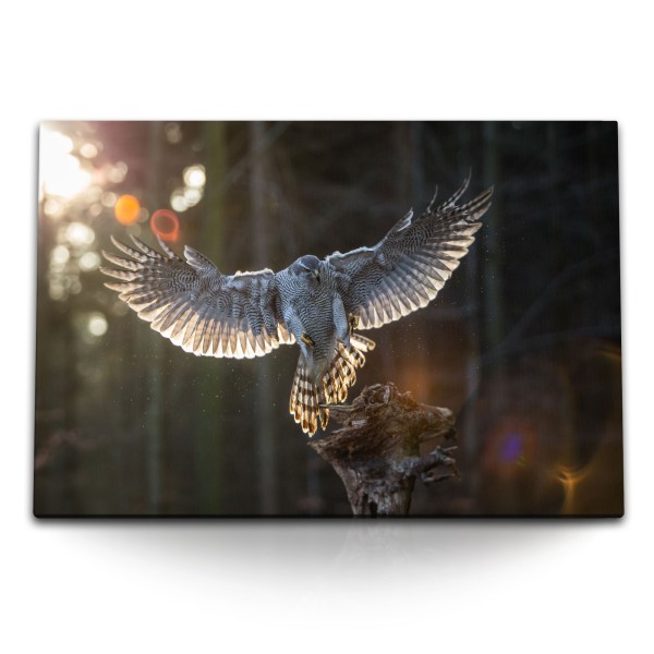 Paul Sinus Art 120x80cm Wandbild auf Leinwand Habicht Raubvogel Greifvogel Natur Tierfotografie