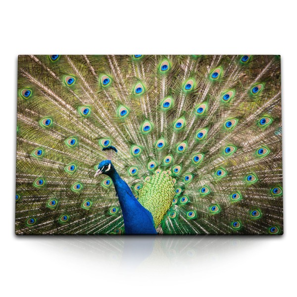 Paul Sinus Art 120x80cm Wandbild auf Leinwand Pfau Pfauenfeder Federkleid Tierfotografie Vogel