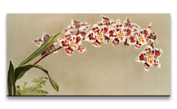 Paul Sinus Art Remaster 120x60cm Schöne Orchidee Blüten Blume Kunstvoll Dekorativ Illustration