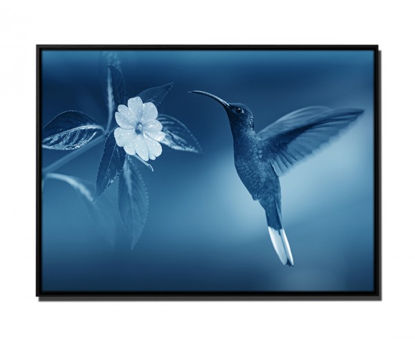 Paul Sinus Art 105x75cm Leinwandbild Petrol Natur Kolibri Blume