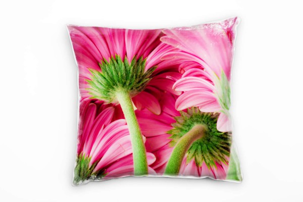 Paul Sinus Art Blumen, Macro rosa, grün, Gänseblümchen von unten Deko Kissen 40x40cm für Couch Sofa Lounge Zierkiss