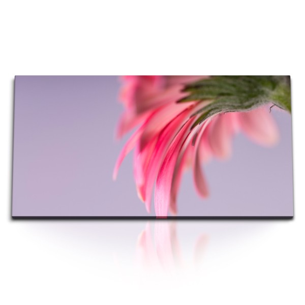 Paul Sinus Art Kunstdruck Bilder 120x60cm Makrofotografie Blüte Rosa Blume Natur