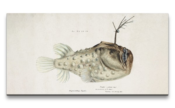 Paul Sinus Art Remaster 120x60cm Alte Illustration Tiefsee Fisch Monströs Vintage Kunstvoll