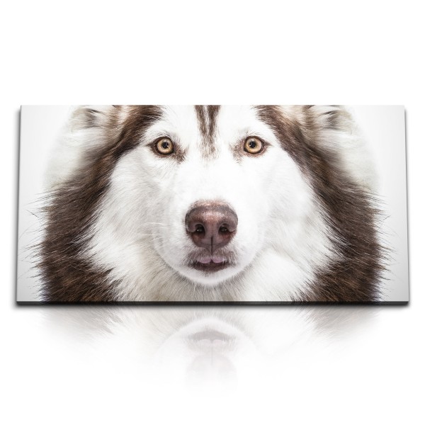 Paul Sinus Art Kunstdruck Bilder 120x60cm Husky Hund Tierfotografie Porträt Hundeaugen