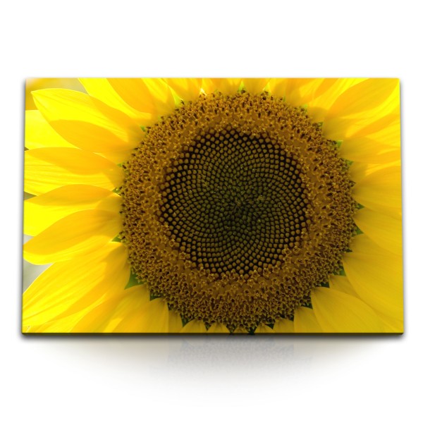 Paul Sinus Art 120x80cm Wandbild auf Leinwand Sonnenblume Gelb Blüte Blume Sommer Nahaufnahme