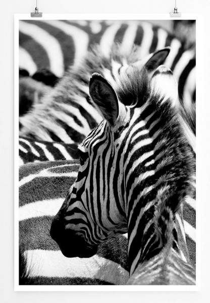 Paul Sinus Art 60x90cm Tierfotografie Poster Zebraherde aus Kenia