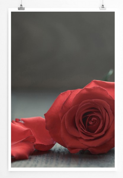 Paul Sinus Art Künstlerische Fotografie 60x90cm Poster Rote Rose mit Blütenblättern