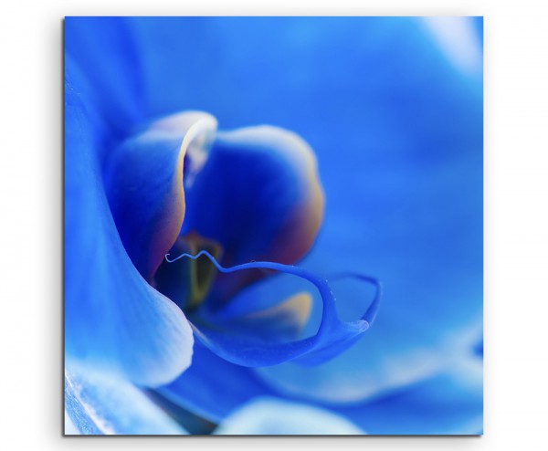 Paul Sinus Art Naturfotografie – Blaue Orchidee auf Leinwand