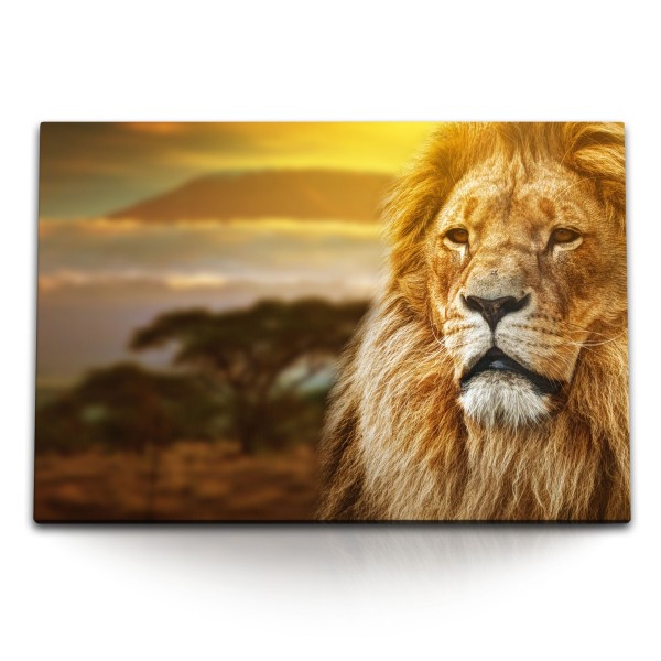 Paul Sinus Art 120x80cm Wandbild auf Leinwand Afrika Löwe Tierfotografie Kilimandscharo Wildnis