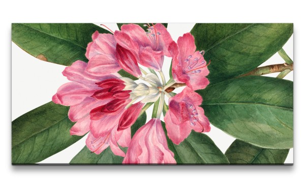 Paul Sinus Art Remaster 120x60cm Botanische Zeichnung Bergrose Rose Blute Blume Schön