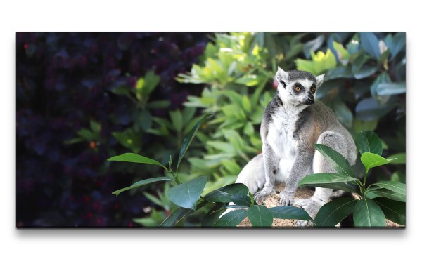 Paul Sinus Art Leinwandbild 120x60cm Lemur Primat Tierfotografie kleiner Affe Äffchen Madagaskar