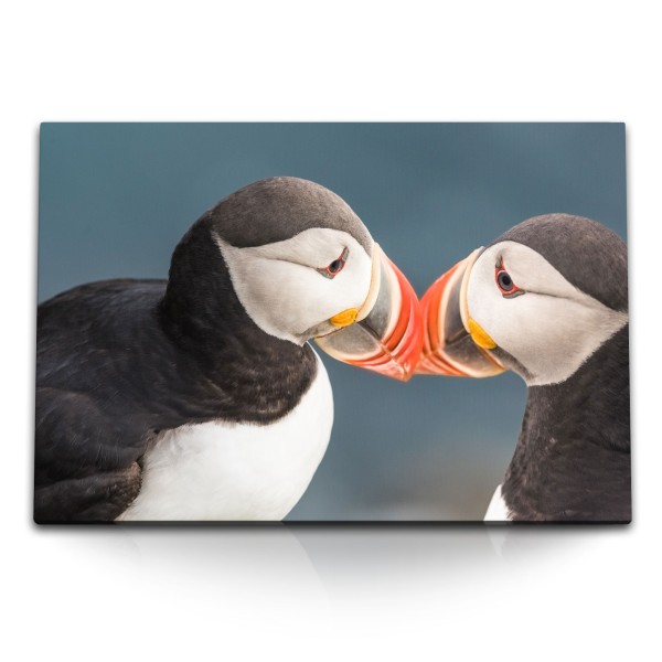 Paul Sinus Art 120x80cm Wandbild auf Leinwand Papageitaucher Puffin Vogel Pärchen Tierfotografie