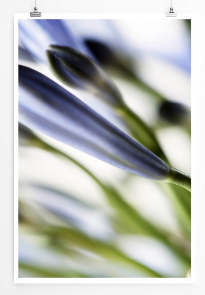 Paul Sinus Art Naturfotografie 60x90cm Poster Blaue Blume im Detail