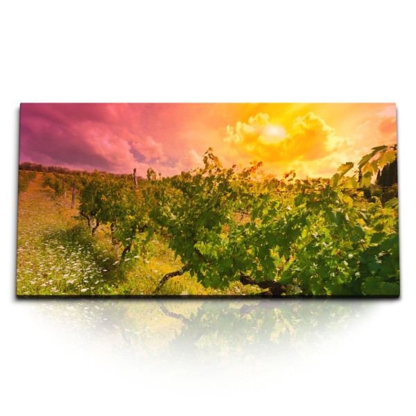 Paul Sinus Art Kunstdruck Bilder 120x60cm Weinberg Weinanbau Weinrebe Sonnenschein Natur