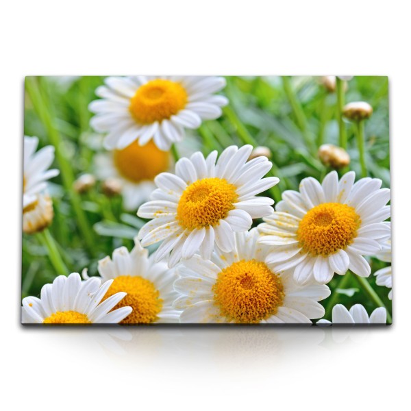 Paul Sinus Art 120x80cm Wandbild auf Leinwand Gänseblümchen weiße Blumen Blumenwiese Sommer