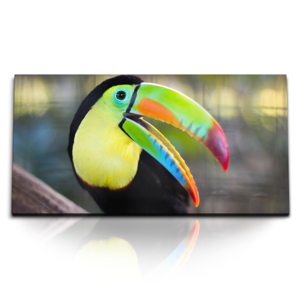 Paul Sinus Art Kunstdruck Bilder 120x60cm Tukan Vogel Exotisch Tropisch Tierfotografie Farbenfroh