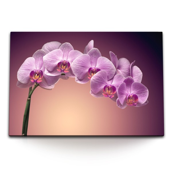 Paul Sinus Art 120x80cm Wandbild auf Leinwand Rosa Orchidee Blume Kunstvoll Blume Blüten