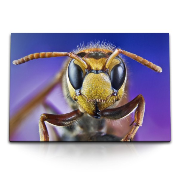 Paul Sinus Art 120x80cm Wandbild auf Leinwand Makrofotografie Biene Nahaufnahme Bienenkopf Blau