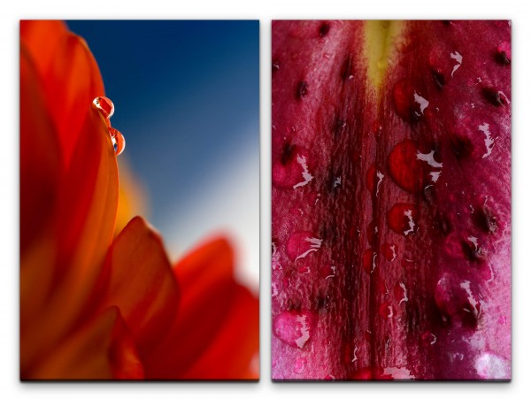 Paul Sinus Art 2 Bilder je 60x90cm Blumen Regentropfen rote Blüten Sanft Zartgefühl Kunstvoll Makrofotografie