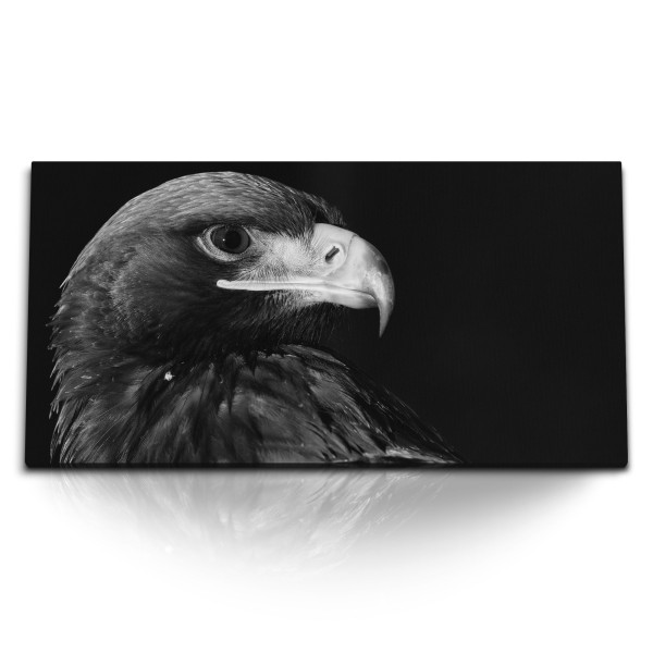 Paul Sinus Art Kunstdruck Bilder 120x60cm Schwarz Weiß Tierfotografie Adler Raubvogel