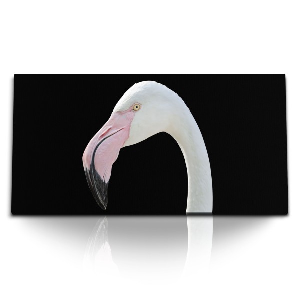 Paul Sinus Art Kunstdruck Bilder 120x60cm Flamingo schwarzer Hintergrund Tierfotografie Vogel