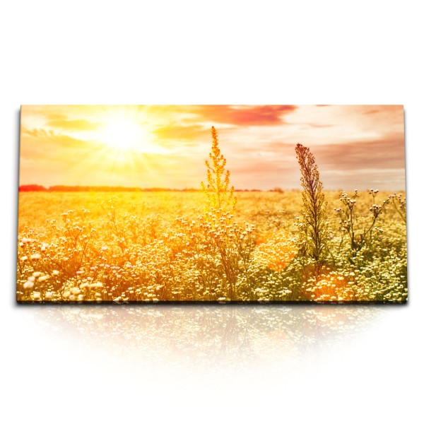 Paul Sinus Art Kunstdruck Bilder 120x60cm Sommerfeld Sonne Sonnenuntergang Feld Natur Landschaft