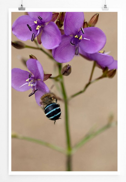 Paul Sinus Art 60x90cm Naturfotografie Poster Australische Wildblume Murdannia graminea