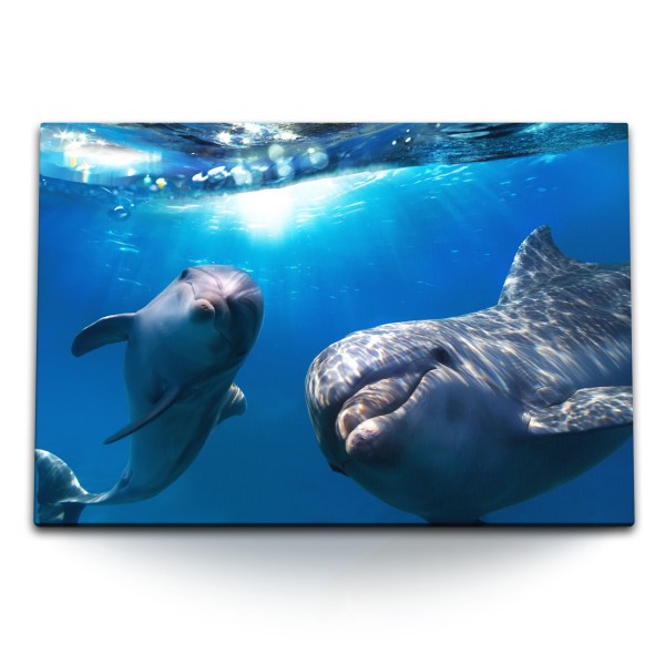 Paul Sinus Art 120x80cm Wandbild auf Leinwand Delphine unter Wasser Meer Ozean Tierfotografie Blau