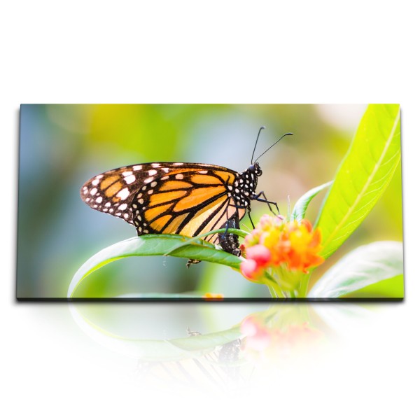 Paul Sinus Art Kunstdruck Bilder 120x60cm Nahaufnahme Schmetterling Sommer Blume