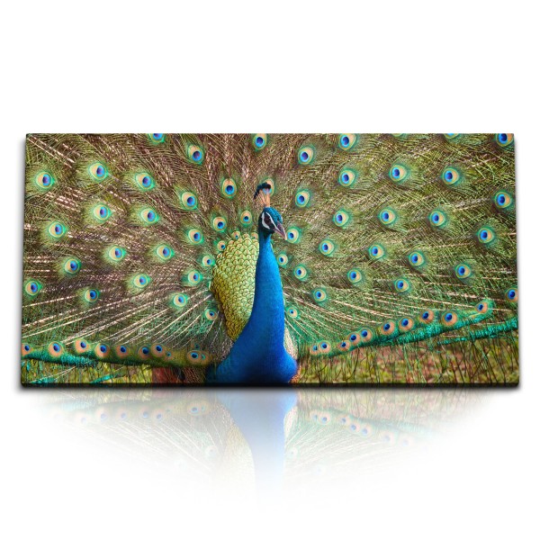 Paul Sinus Art Kunstdruck Bilder 120x60cm Pfau Federkleid Tierfotografie Farbenfroh Bunt