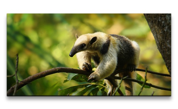 Paul Sinus Art Leinwandbild 120x60cm Ameisenbär im Baum Natur Tierfotografie Grün