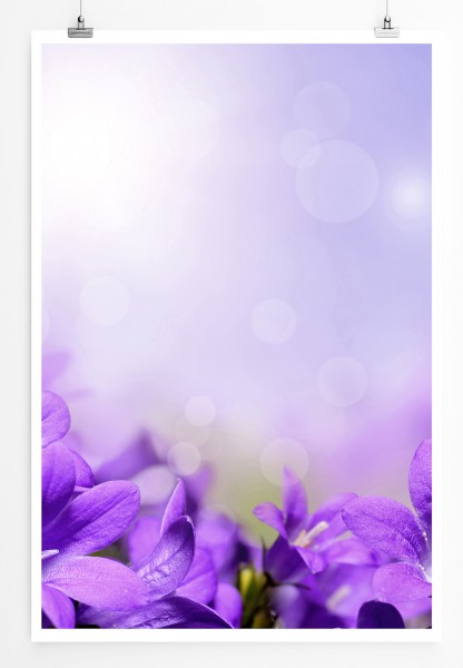 Paul Sinus Art 90x60cm Poster Naturfotografie Lila Glockenblumen mit sonnigem Hintergrund