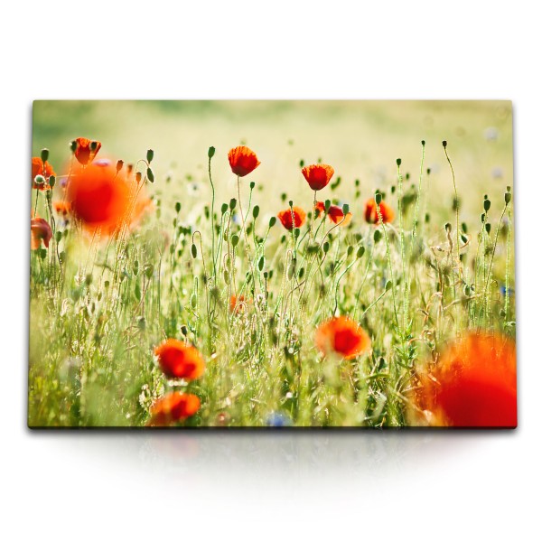 Paul Sinus Art 120x80cm Wandbild auf Leinwand Mohnblume rote Blumen Blumenfeld Wildblumen Sommer