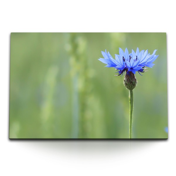 Paul Sinus Art 120x80cm Wandbild auf Leinwand Kornblumenblüte Blume Frühling blaue Blüte Natur