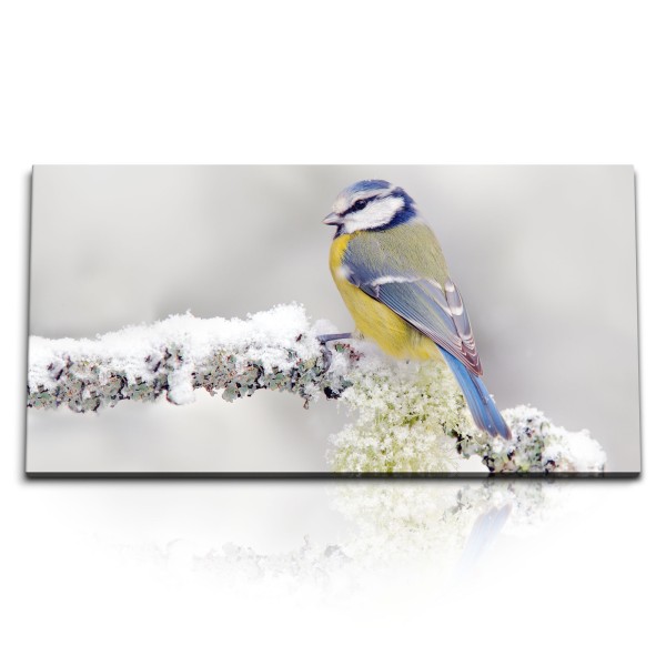 Paul Sinus Art Kunstdruck Bilder 120x60cm Meise kleiner Vogel Winter Ast Schnee Bunt