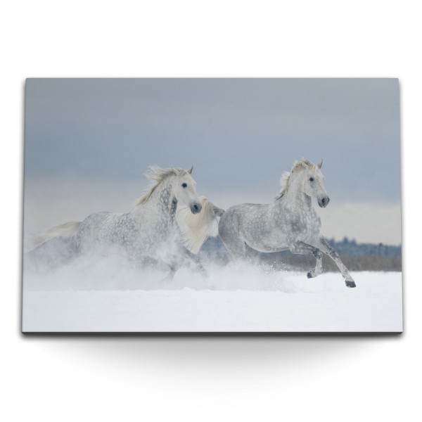 Paul Sinus Art 120x80cm Wandbild auf Leinwand Weiße Pferde Wild Schnee Winter Tierfotografie