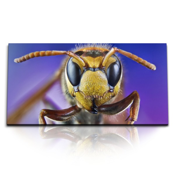 Paul Sinus Art Kunstdruck Bilder 120x60cm Makrofotografie Biene Nahaufnahme Bienenkopf Blau