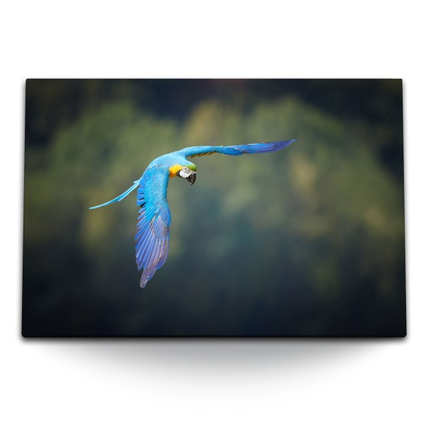 Paul Sinus Art 120x80cm Wandbild auf Leinwand Papagei im Flug bunter Vogel Tierfotografie Exotisch