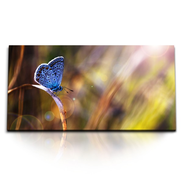 Paul Sinus Art Kunstdruck Bilder 120x60cm Blauer Schmetterling Fotokunst Nahaufnahme Sonnenstrahl