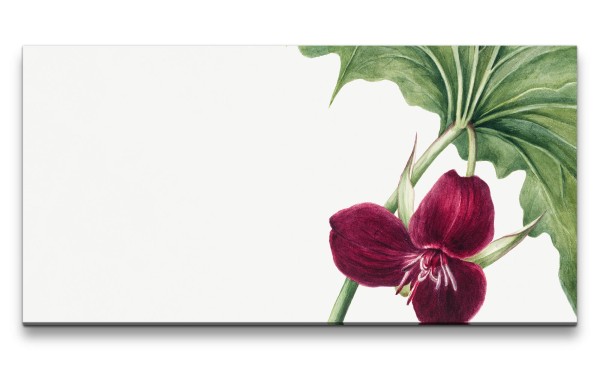 Paul Sinus Art Remaster 120x60cm Botanische Vintage Illustration Trillium schöne Pflanze Dekorativ