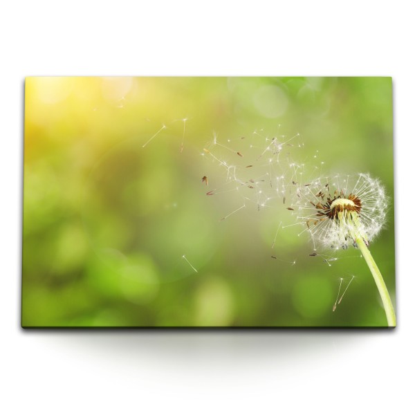 Paul Sinus Art 120x80cm Wandbild auf Leinwand Natur Pusteblume Grün Sommer Sonnenschein