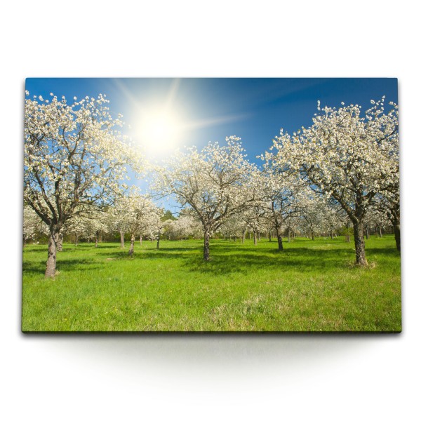 Paul Sinus Art 120x80cm Wandbild auf Leinwand Kirschgarten Kirschen Kirschblüten Frühling Sonnenschein